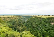 10 Reasons Why You Should Go Ape Watching