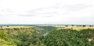 10 Reasons Why You Should Go Ape Watching