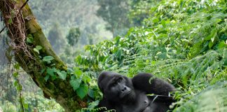 Gorilla Trekking – A Journey to Encounter Gorillas Bwindi Gorilla Ape