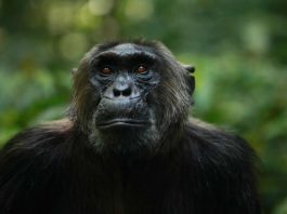 Tracking the Wild Chimpanzees of the Kyambura Gorge Kibale Chimpanzee