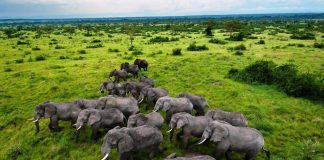 Exploring Queen Elizabeth National Park Queen Elizabeth Elephants