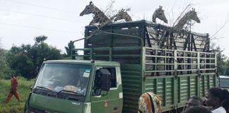 15 Giraffes Translocated to Pian Upe Wildlife Reserve UWA Translocating Giraffes