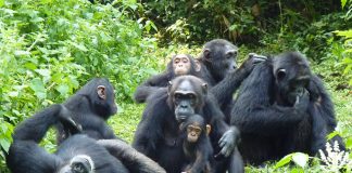 Top Uganda’s Spots to Go Chimpanzee Tracking Kibale Forest Chimpanzee