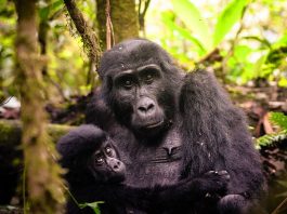 Guide to Visiting Bwindi Gorillas Bwindi Gorillas