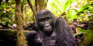 Guide to Visiting Bwindi Gorillas Bwindi Gorillas