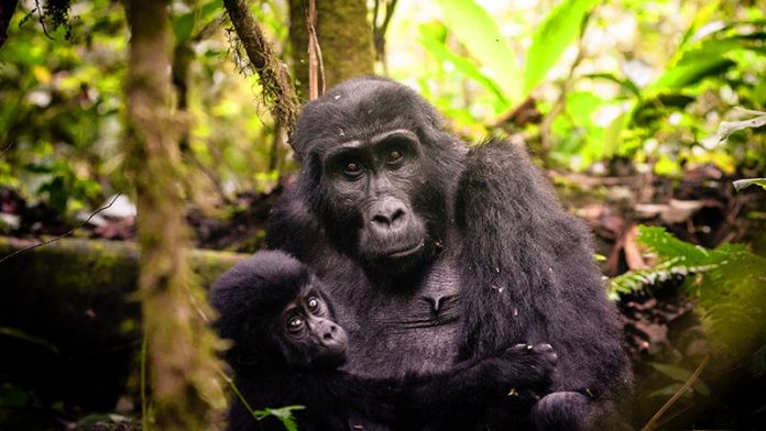 Bwindi Gorillas