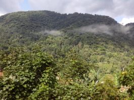 Explore Bwindi Impenetrable Forest Bwindi Impenetrable Forest