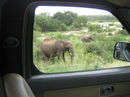 Things to Avoid on a Self Guided Uganda Trip Self Drive Safari in Uganda