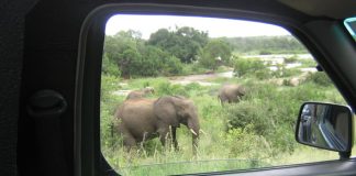 Things to Avoid on a Self Guided Uganda Trip Self Drive Safari in Uganda