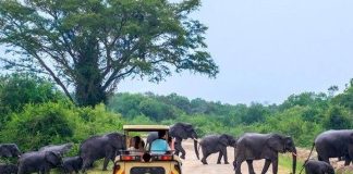 Tourism & Entertainment Worst Hit by Covid-19 Uganda Tourism