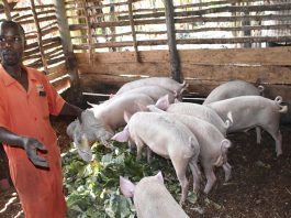 Piggery Farming in Uganda Boosts Household Income Piggery Farming in Uganda