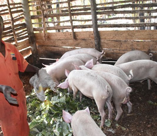 Piggery Farming in Uganda Boosts Household Income Piggery Farming in Uganda