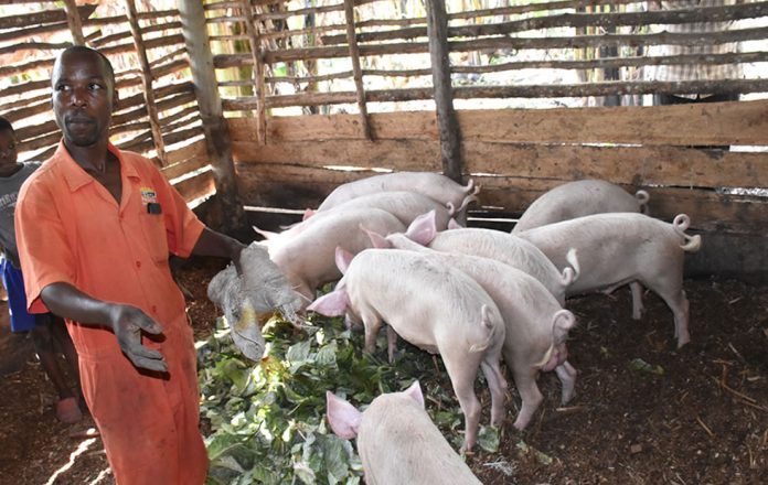 Piggery Farming in Uganda