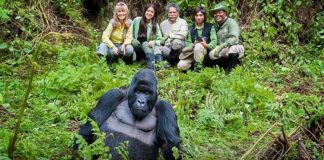 Gorilla Trekking During Covid Times: Things to Know Gorilla Trekking in Easy