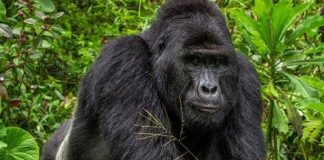 How to Book a Gorilla Trek in Uganda Rafiki the Gorilla