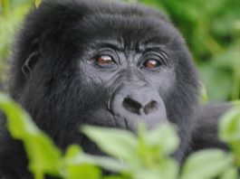 Where to See Gorillas in Uganda: Bwindi Mountain Gorilla
