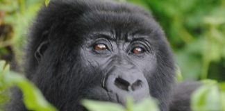 Where to See Gorillas in Uganda: Bwindi Mountain Gorilla