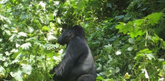 Why Visit Uganda’s Mountain Gorillas? Gorilla of Uganda