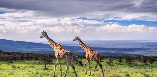 Experience a Luxury Safari in Ngorongoro, Tanzania Ngorongoro Wildlife