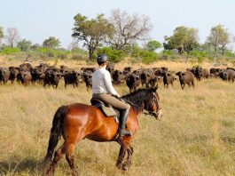 Horse Riding in Uganda’s Lake Mburo National Park Horse Riding Safari in Uganda
