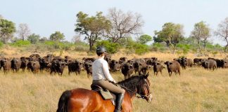 Horse Riding in Uganda’s Lake Mburo National Park Horse Riding Safari in Uganda