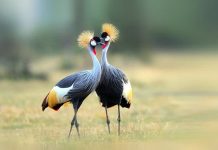 Threat of Extinction for the Grey-Crested Crane in Uganda Grey Crested Crane