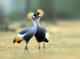 Threat of Extinction for the Grey-Crested Crane in Uganda Grey Crested Crane