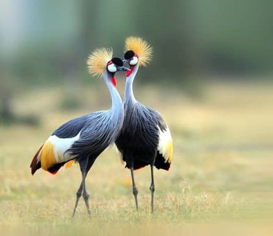 Threat of Extinction for the Grey-Crested Crane in Uganda Grey Crested Crane