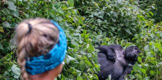 Is Gorilla Tourism Sustainable? Gorilla Tourism