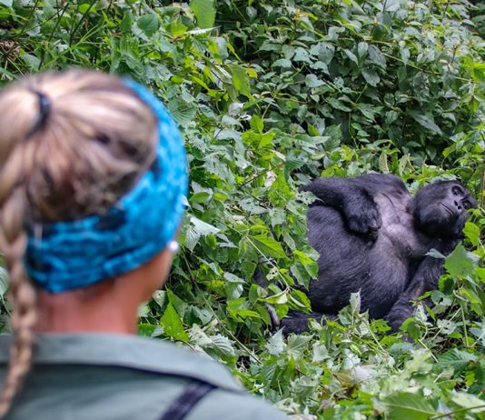 Is Gorilla Tourism Sustainable? Gorilla Tourism